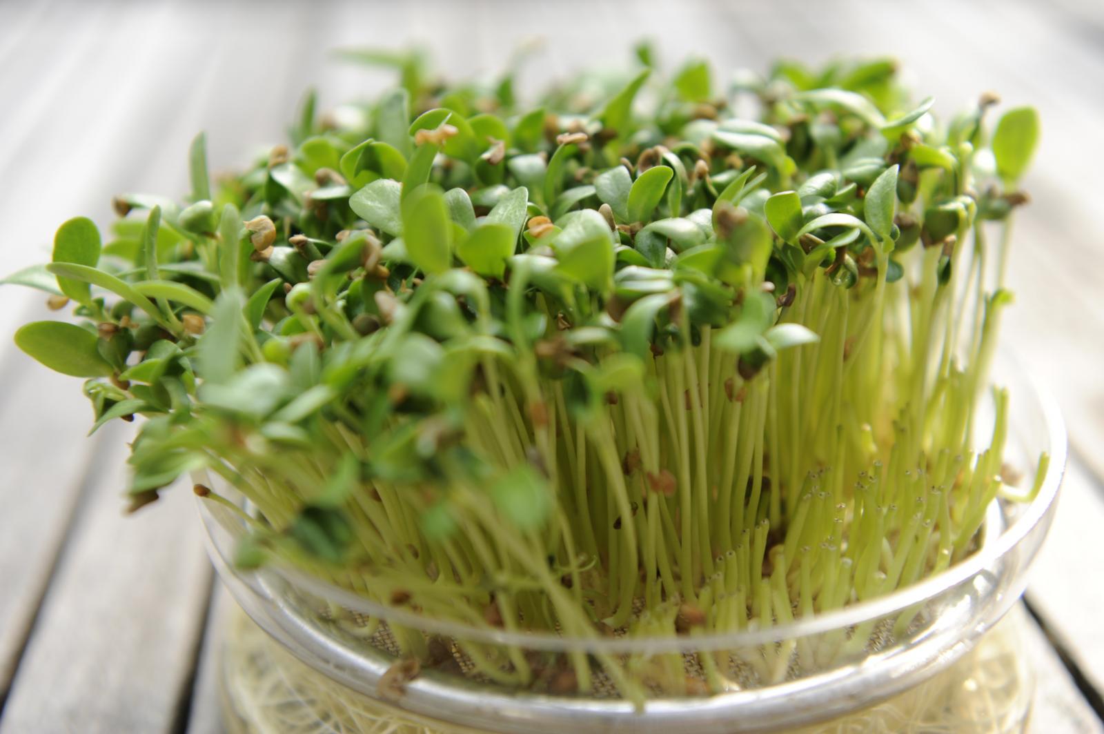 PISKAVICA
Aromatična biljka koja sadrži mnogo topljivih vlakana koja u organizmu usporavaju probavu ugljikohidrata i apsorpciju glukoze iz crijeva u krv. Istraživanja pokazuju da pozitivno djeluje na reguliranje glukoze u serumu (natašte i tijekom dana), smanjuje sintezu LDL kolesterola u jetri i njegovo izlučivanje stolicom, snižava i koncentraciju masti u krvi i kod pacijenata ovisnih o inzulinu i kod onih neovisnih o ovom hormonu. Djelovanje je jače ako se jede proklijalo sjeme piskavice.