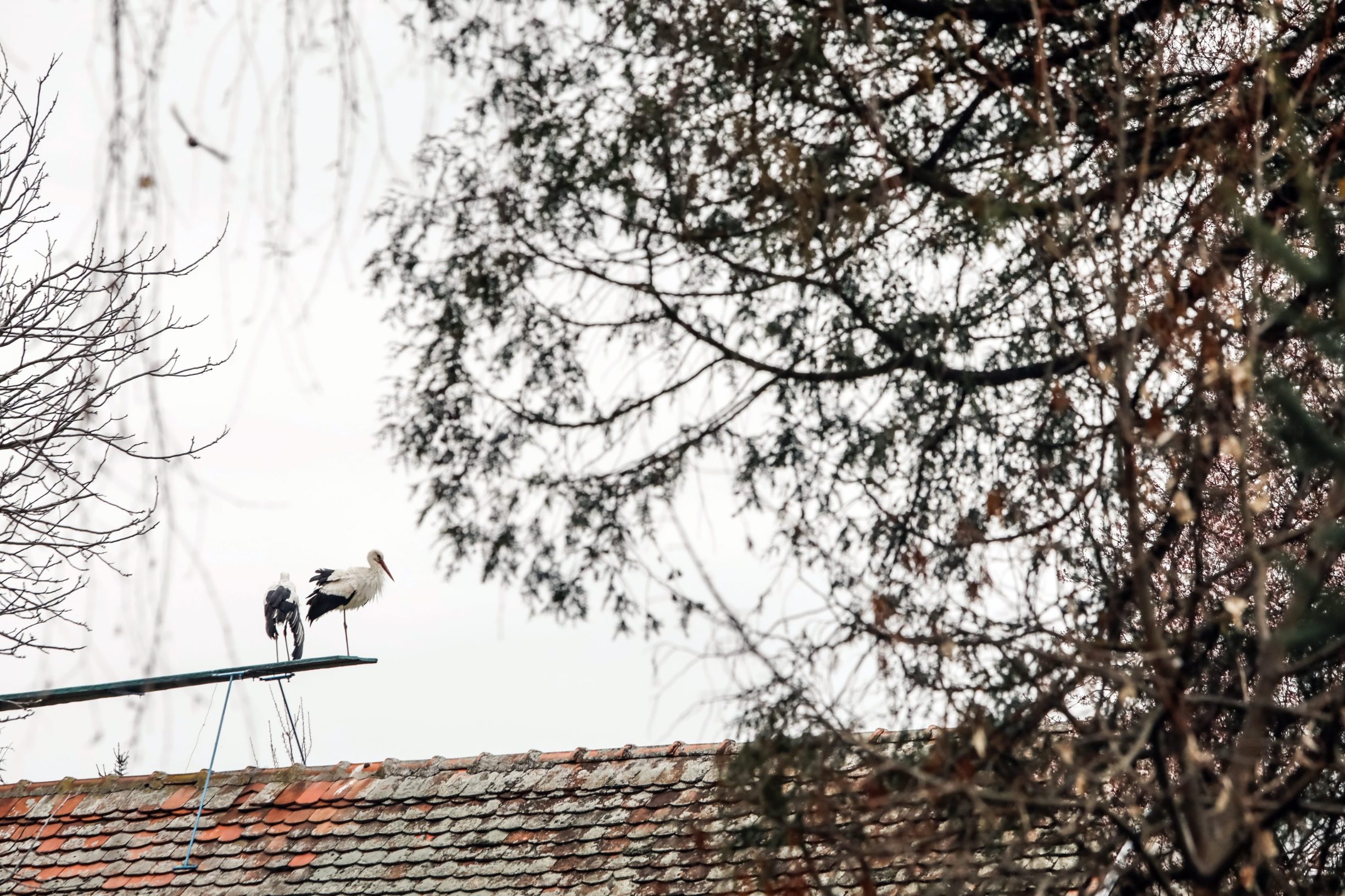 klepetan_malena1-190319