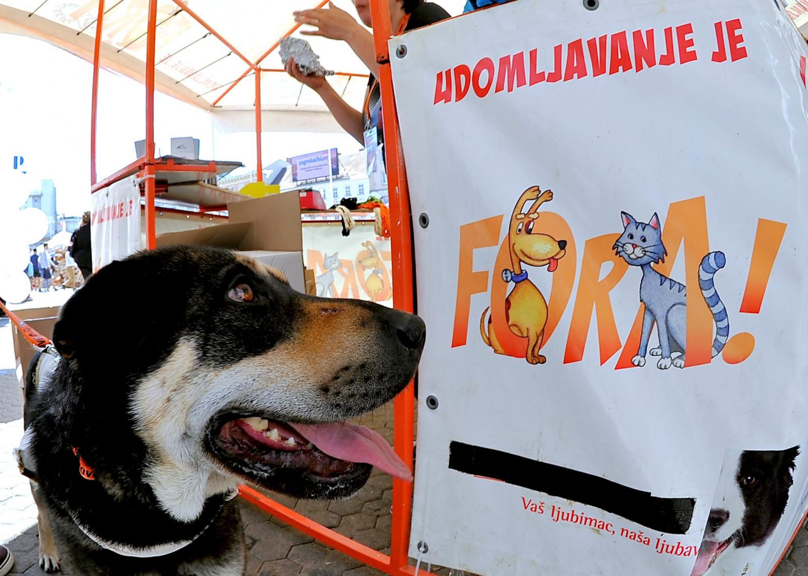 I ti možeš biti fora - udomi!