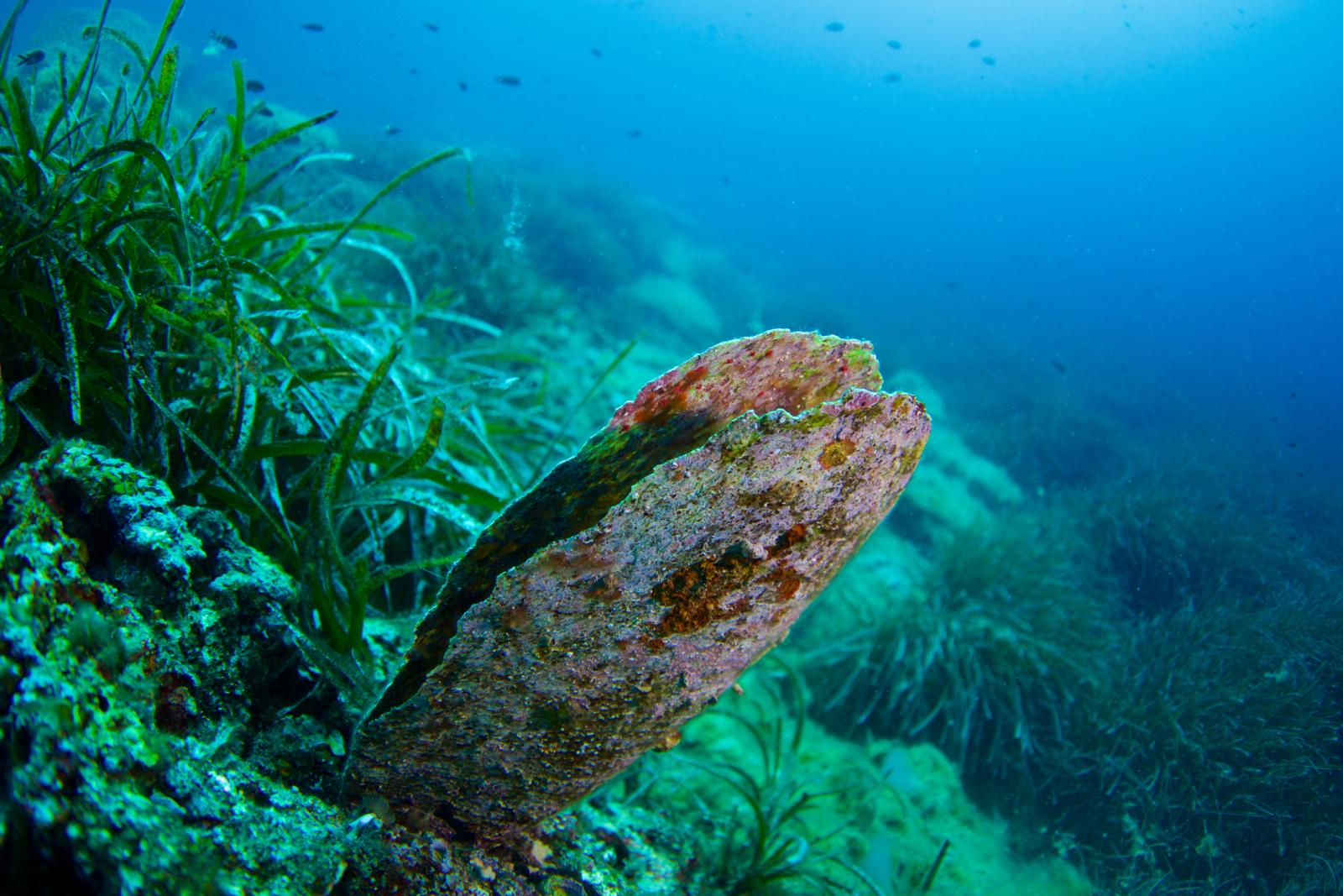 Perisku se smatra indikatorom zdravlja oceana jer njihove dugovječne ljušture bilježe kemijske i fizičke promjene u vodi. 