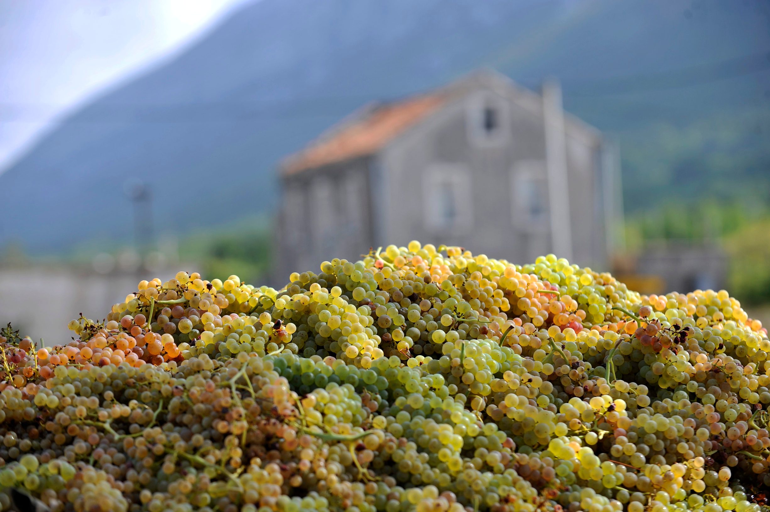 peljesac_vinari37-250912