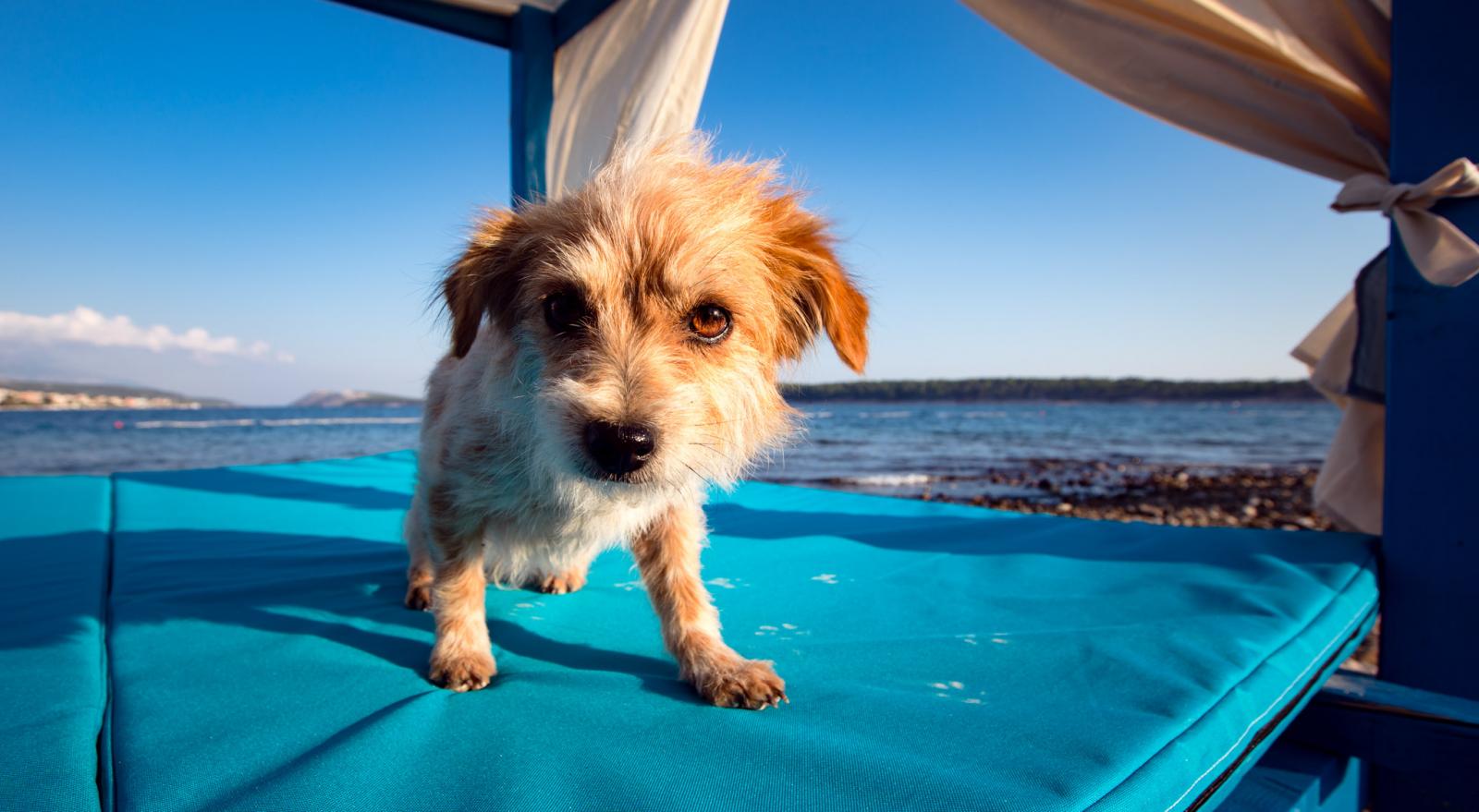 I nitko sretniji od njih...