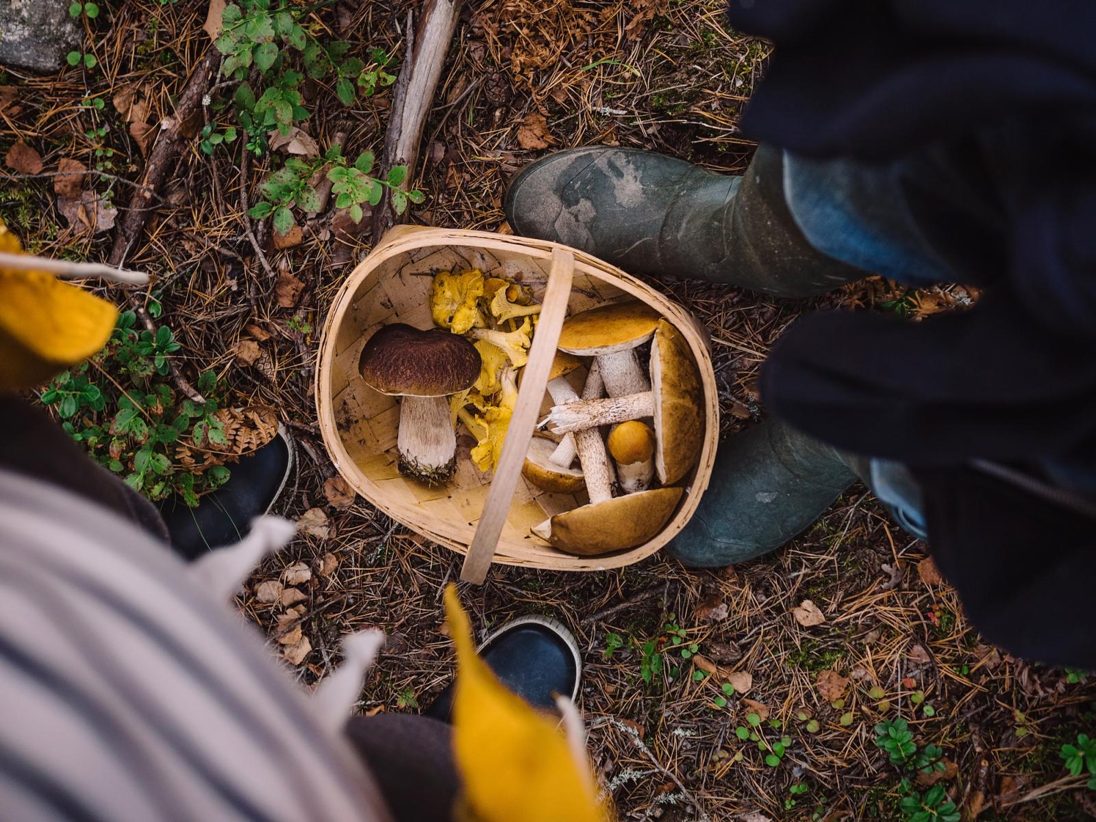 Što više različitih gljiva imate, to će i jelo biti bolje. Ali pazite, berite samo one koje poznajete!