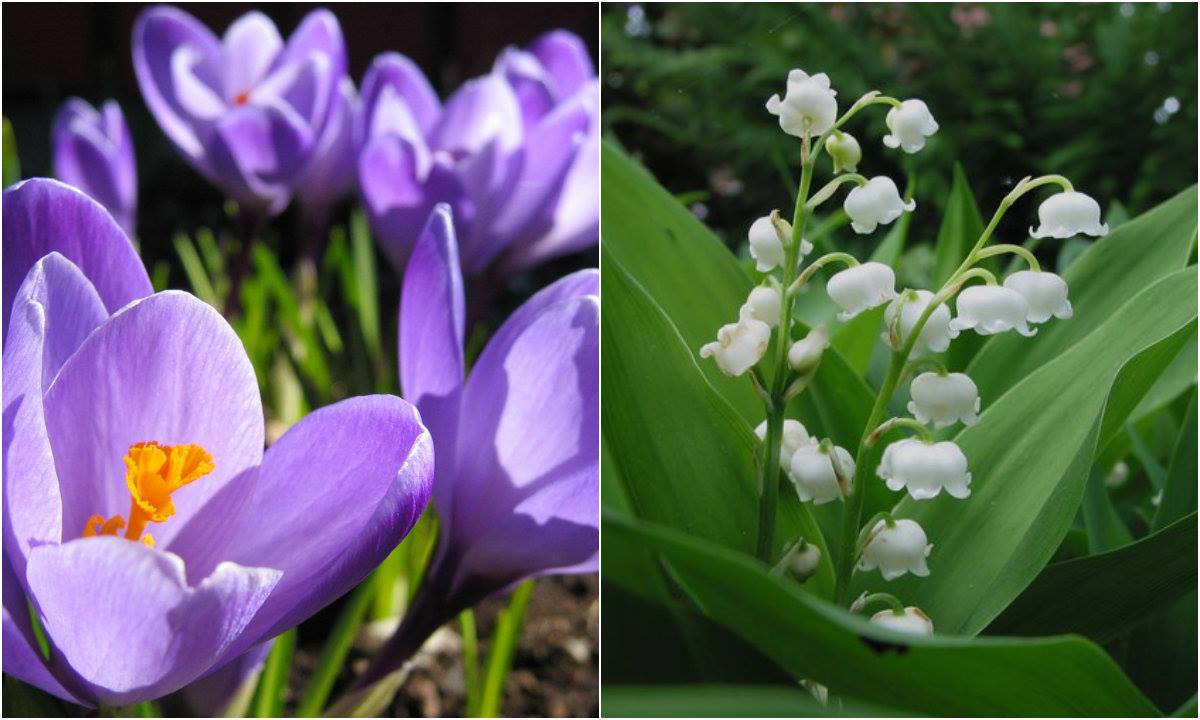 55462878_415664935668464_1617703696940924928_n