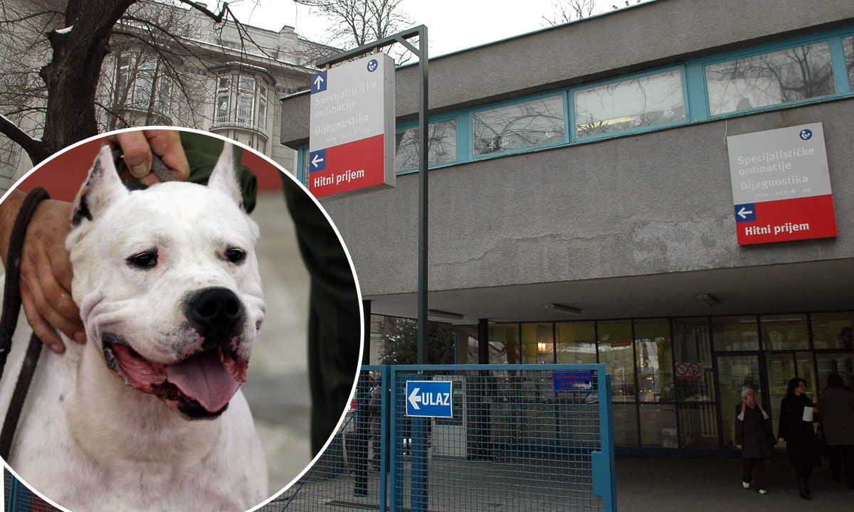 u krugu: argentinska doga (ilustracija)