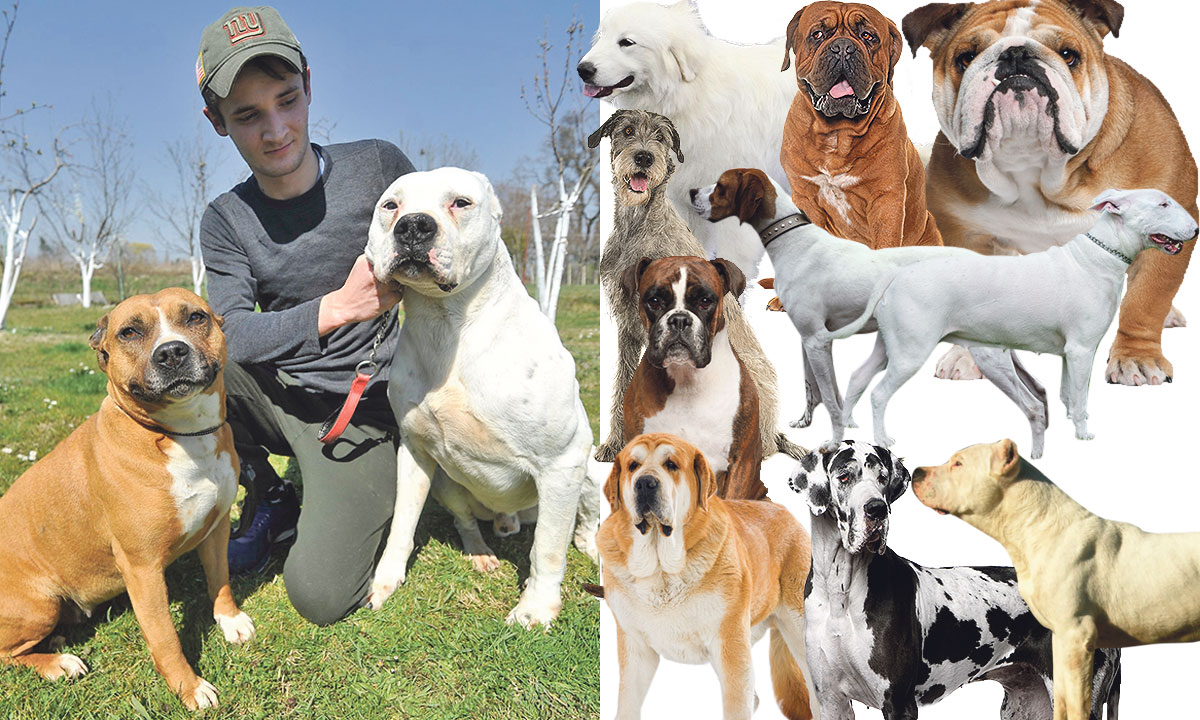 Argentinska doga (desno od uzgajivača Arsenija Ilića) fizički je superiorna drugim pasminama