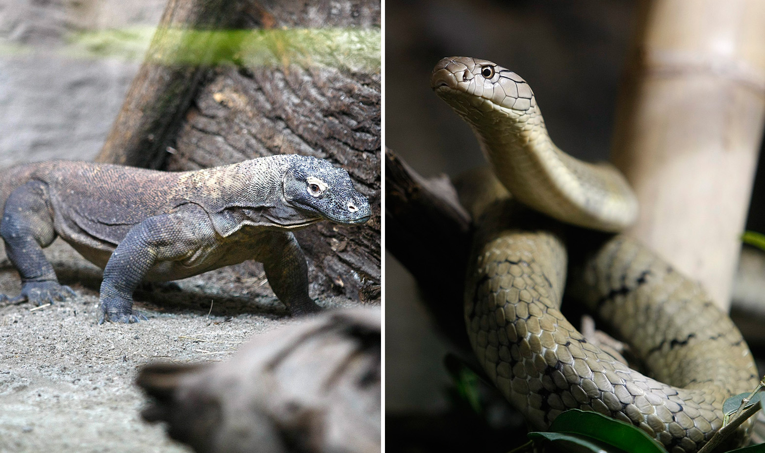 Komodo varan i kraljevska kobra stigli su u zagrebački Zoološki vrt