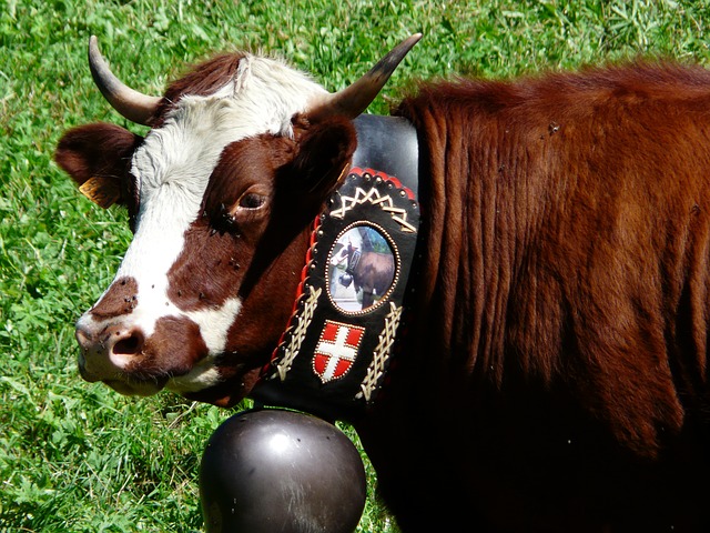 cow-279458_640