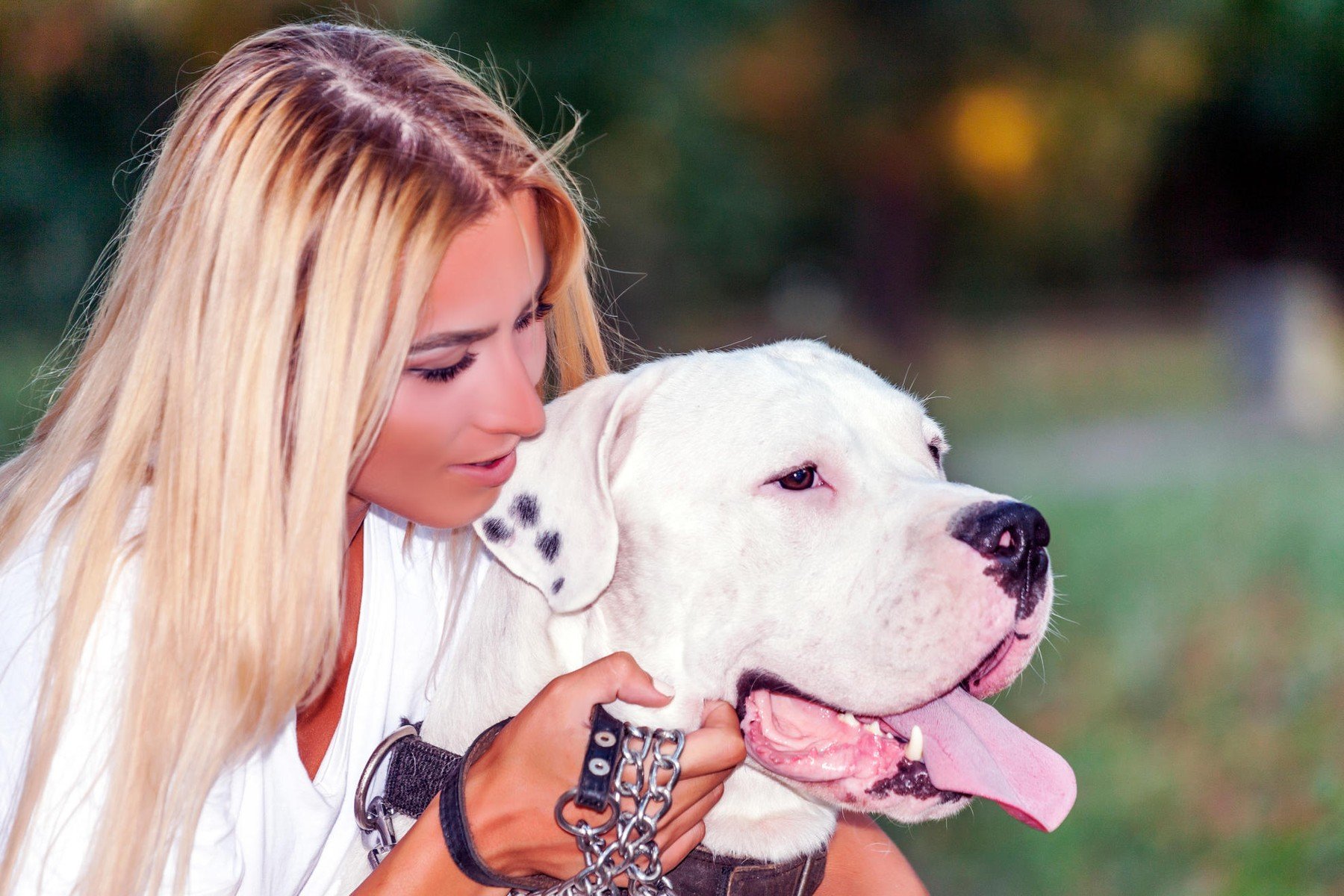 Ilustracija: dogo argentino