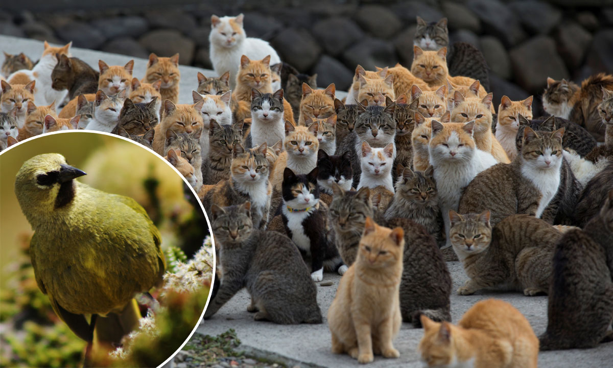 u krugu: gougška strnadica