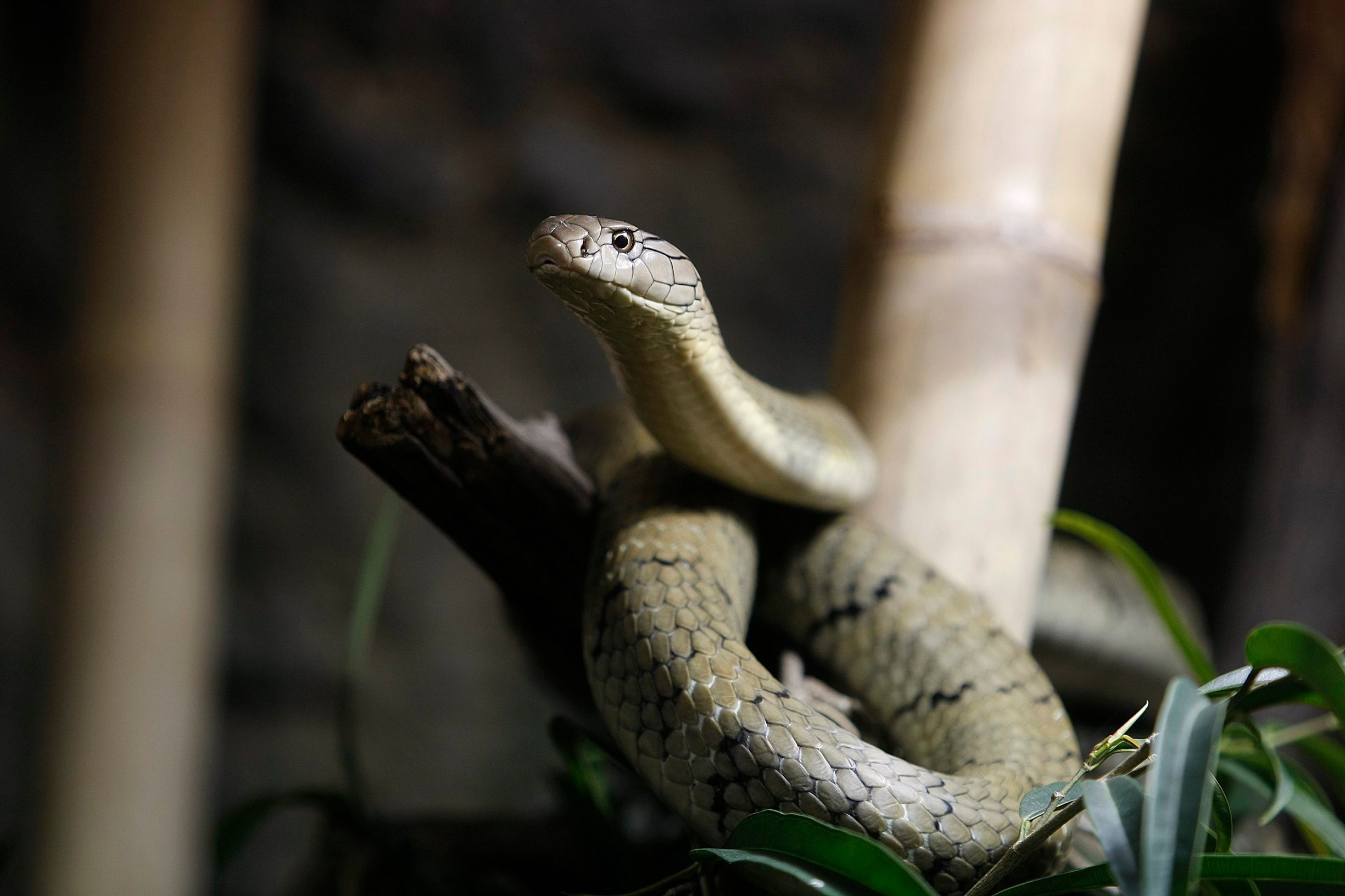 kraljevska kobra, arhivska fotografija