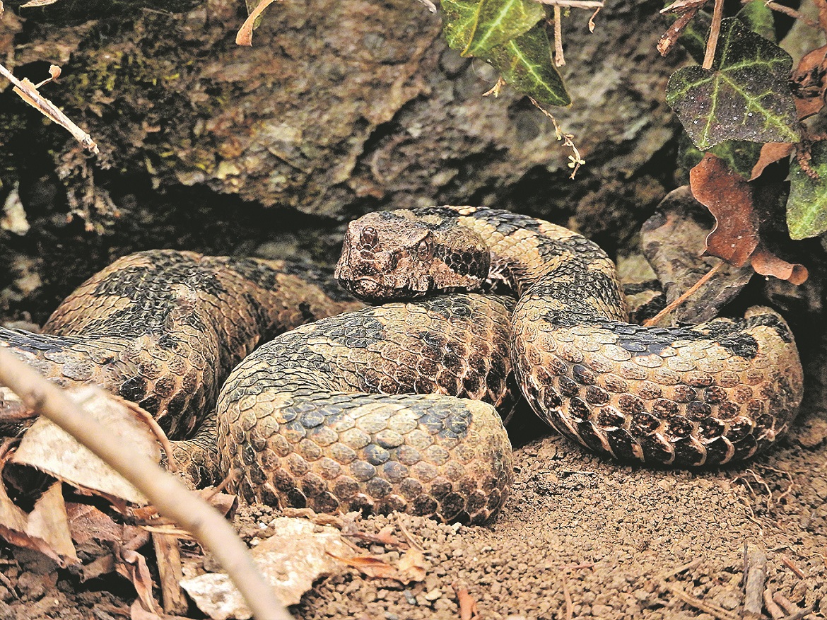 235523-302552-DokmanovicDSCN3562_1