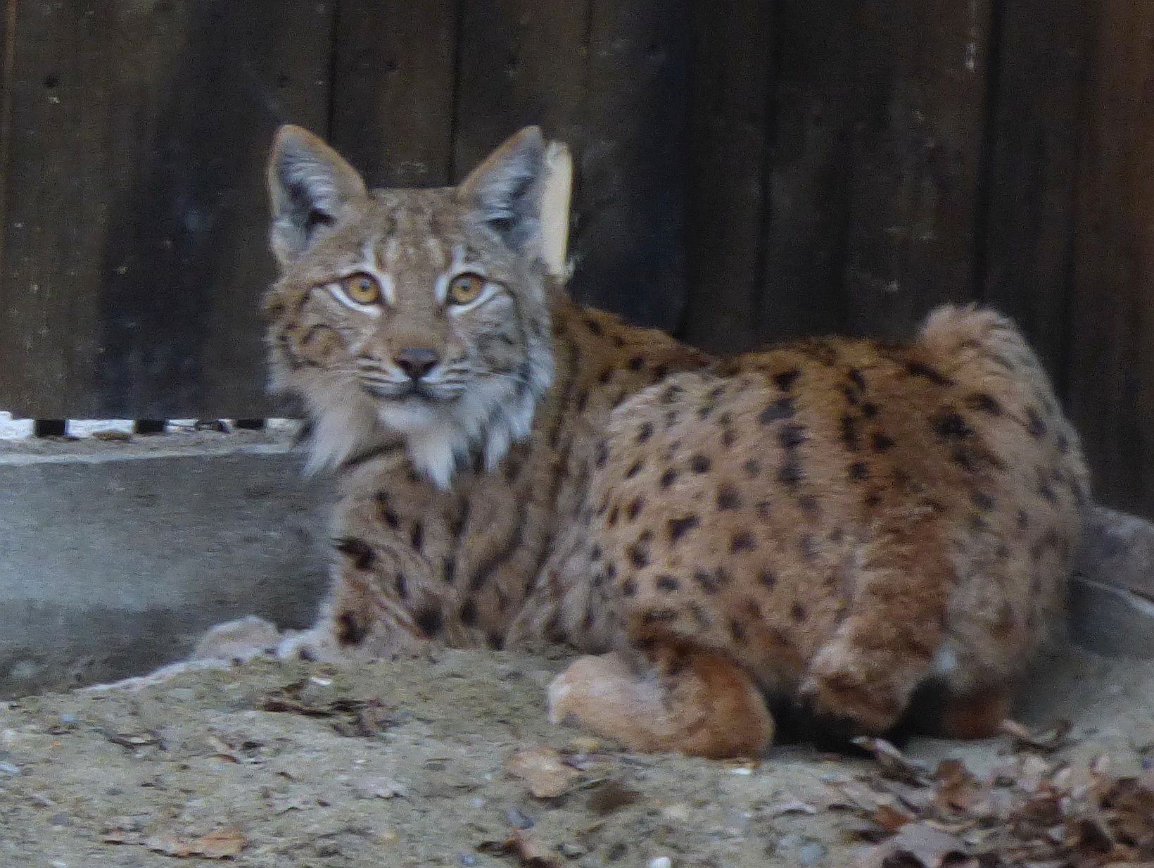 Ris koji stiže u Hrvatsku