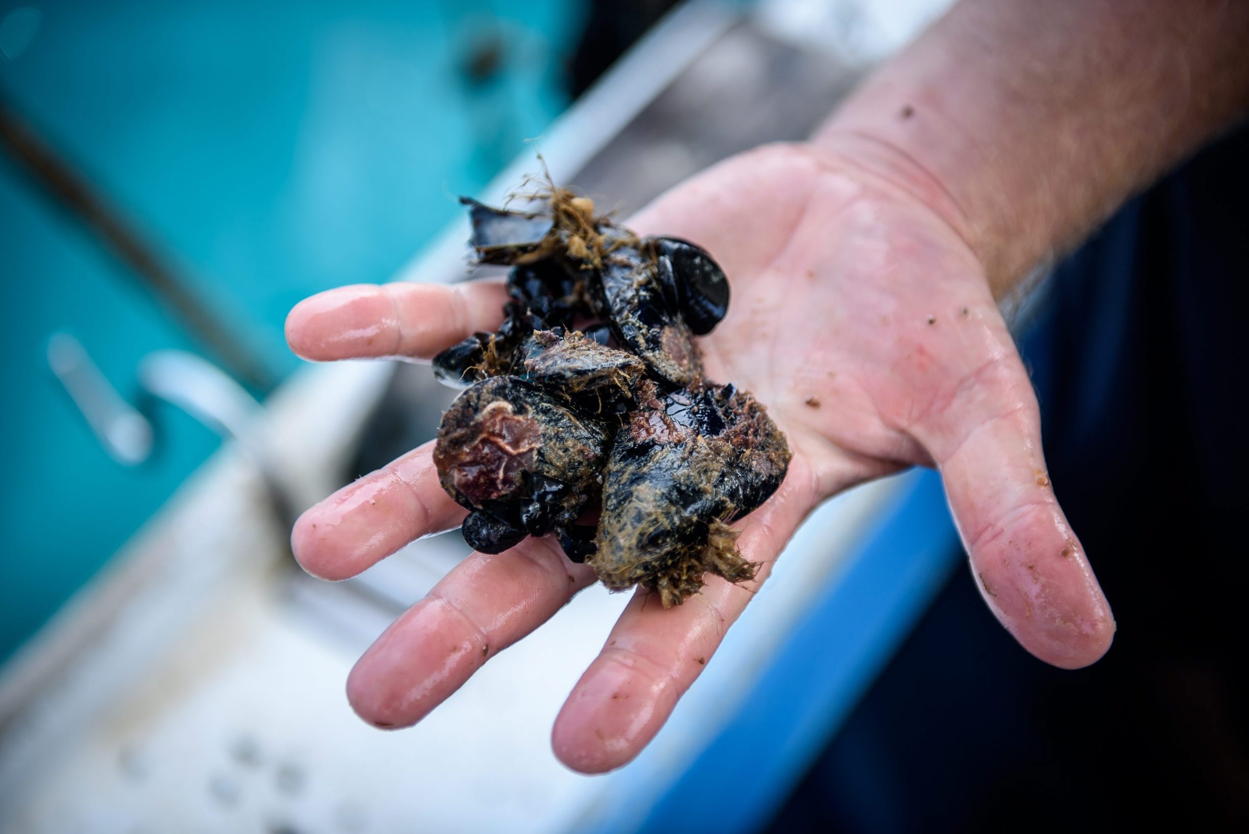 skoljke_ston36-290818