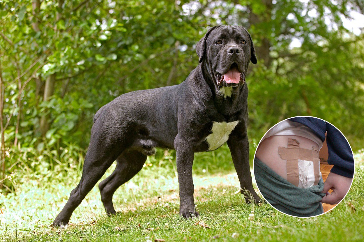 Cane Corso / Ilustracija