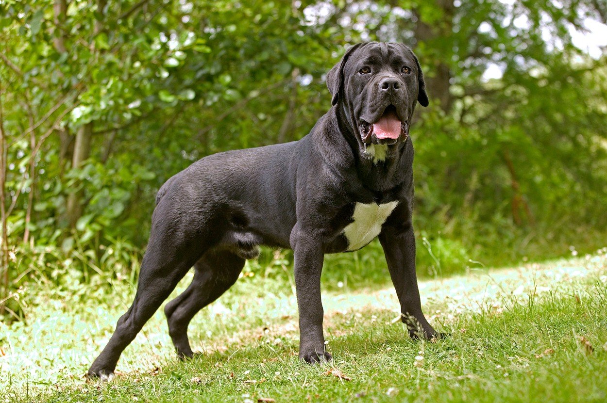 Cane Corso / Ilustracija