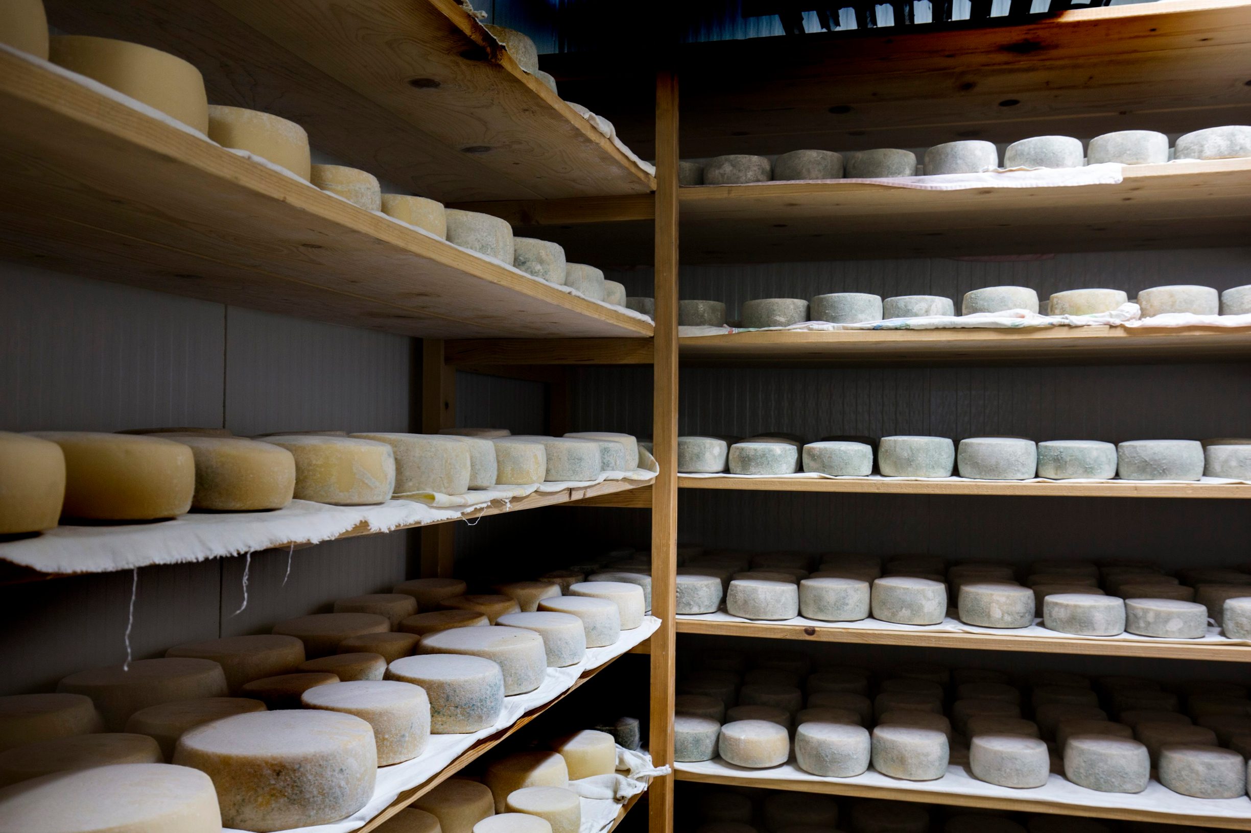 moravec_koze15-170817