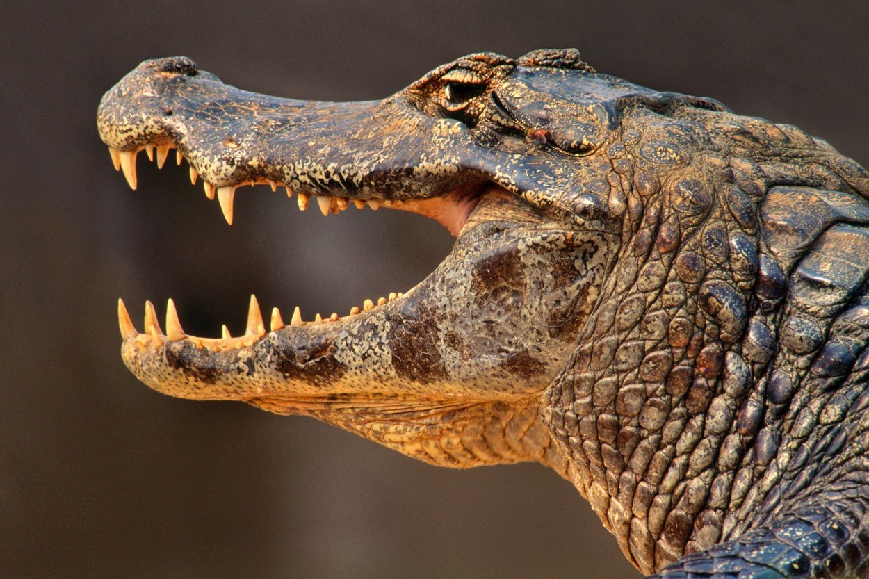 profimedia-0161054305