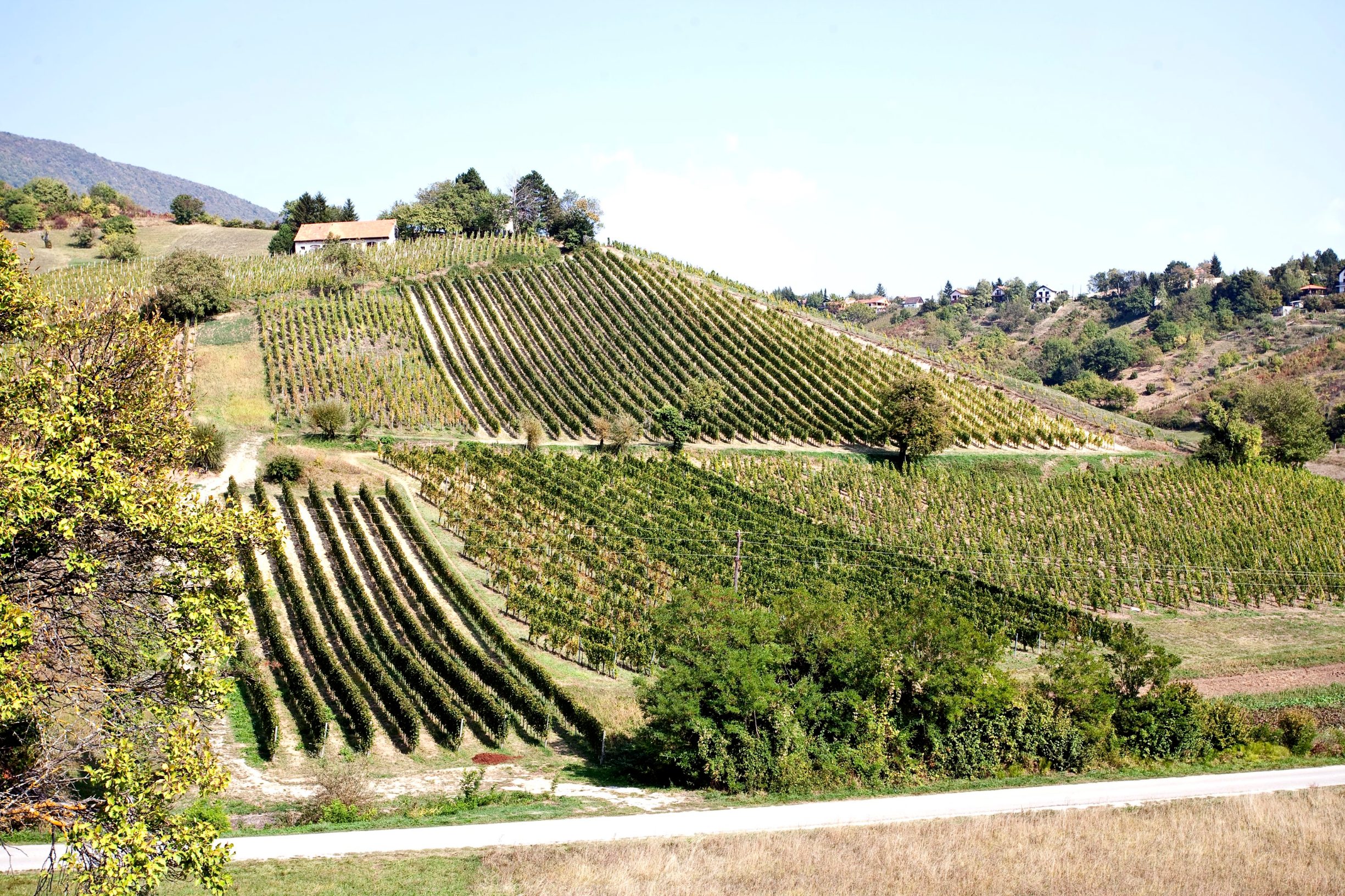 plesivivki_vinogradi10-2809