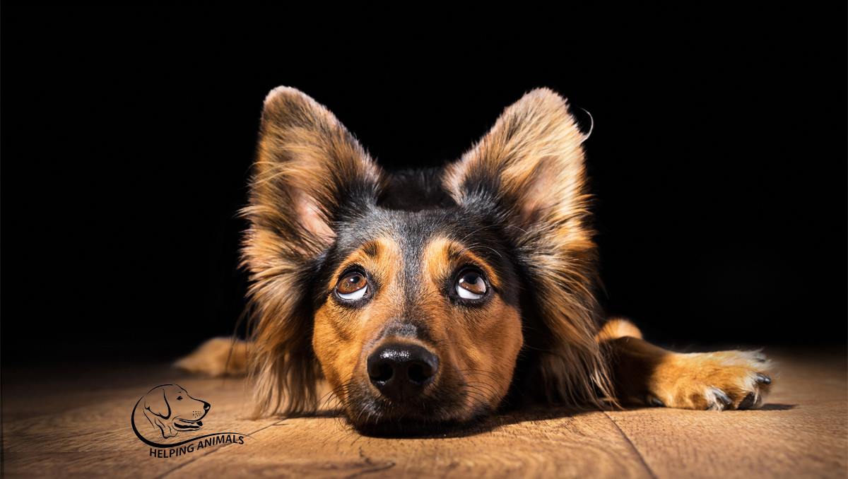 54524421_1118073178397875_8364831271502741504_o