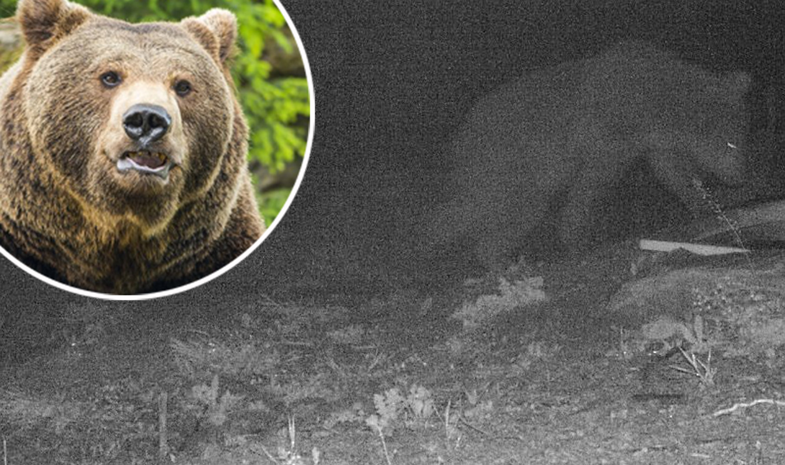Ilustracija medvjeda i noćna snimka medvjeda koji je viđen na Pelješcu
