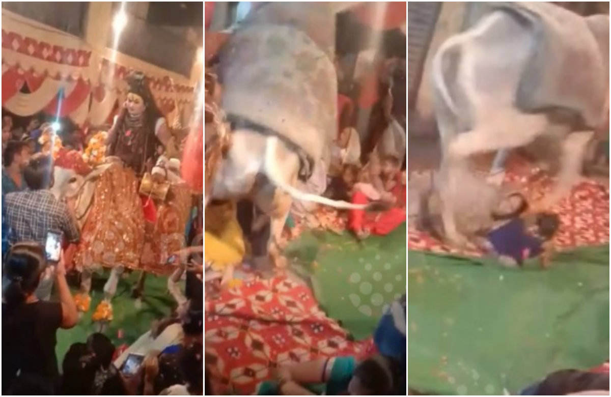 Pobješnjeli bik pregazio vjernike u Indiji