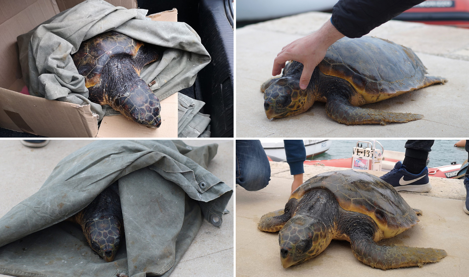 Glavata želva koja je izvučena iz mora u Veloj Luci 
