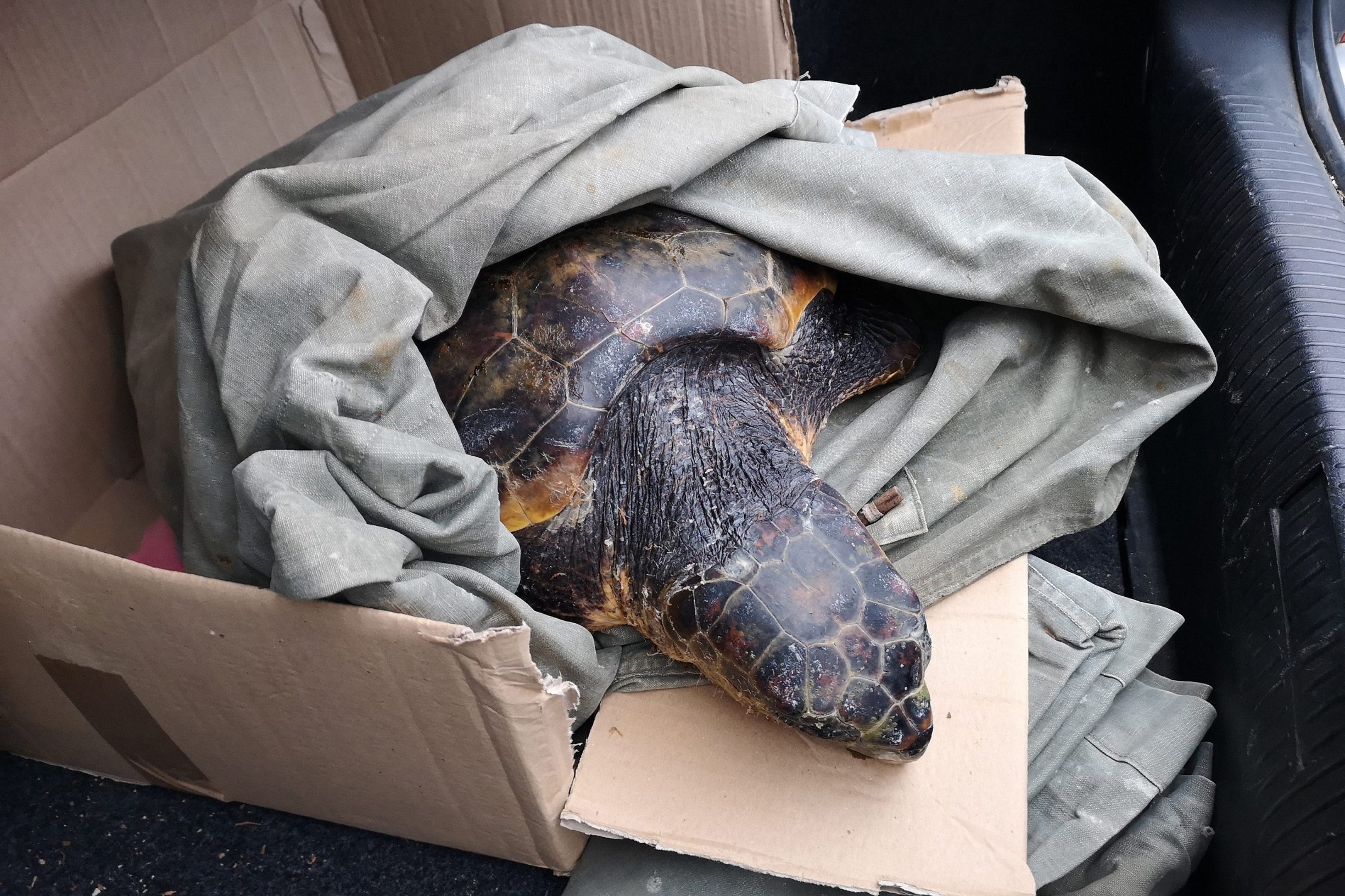 Spašena glavata želva u Veloj Luci