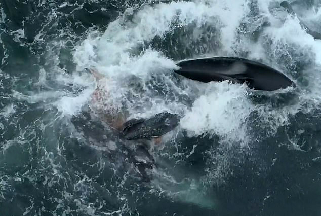 12892052-6974795-image-m-167_1556602061676