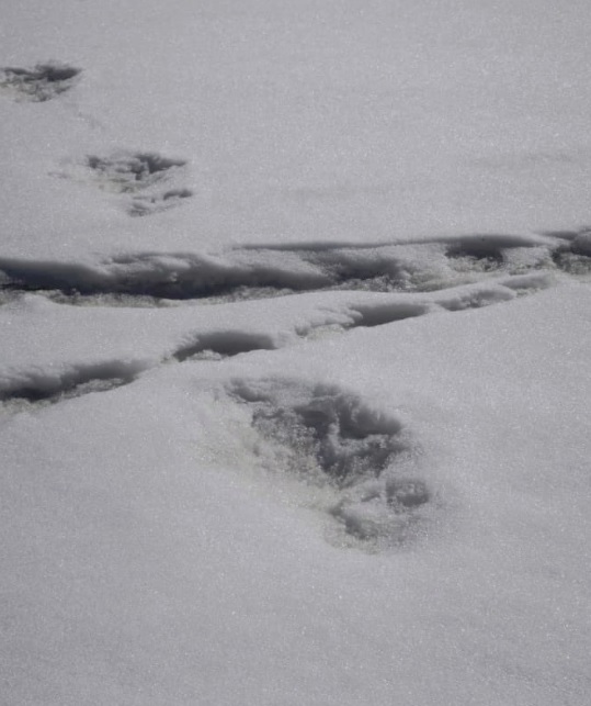 Fotografija otisaka u snijegu za koje indijska vojska tvrdi da pripadaju Jetiju.