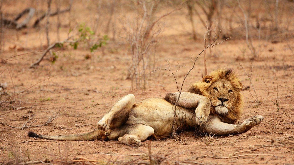 Lav u Nacionalnom parku Kruger 