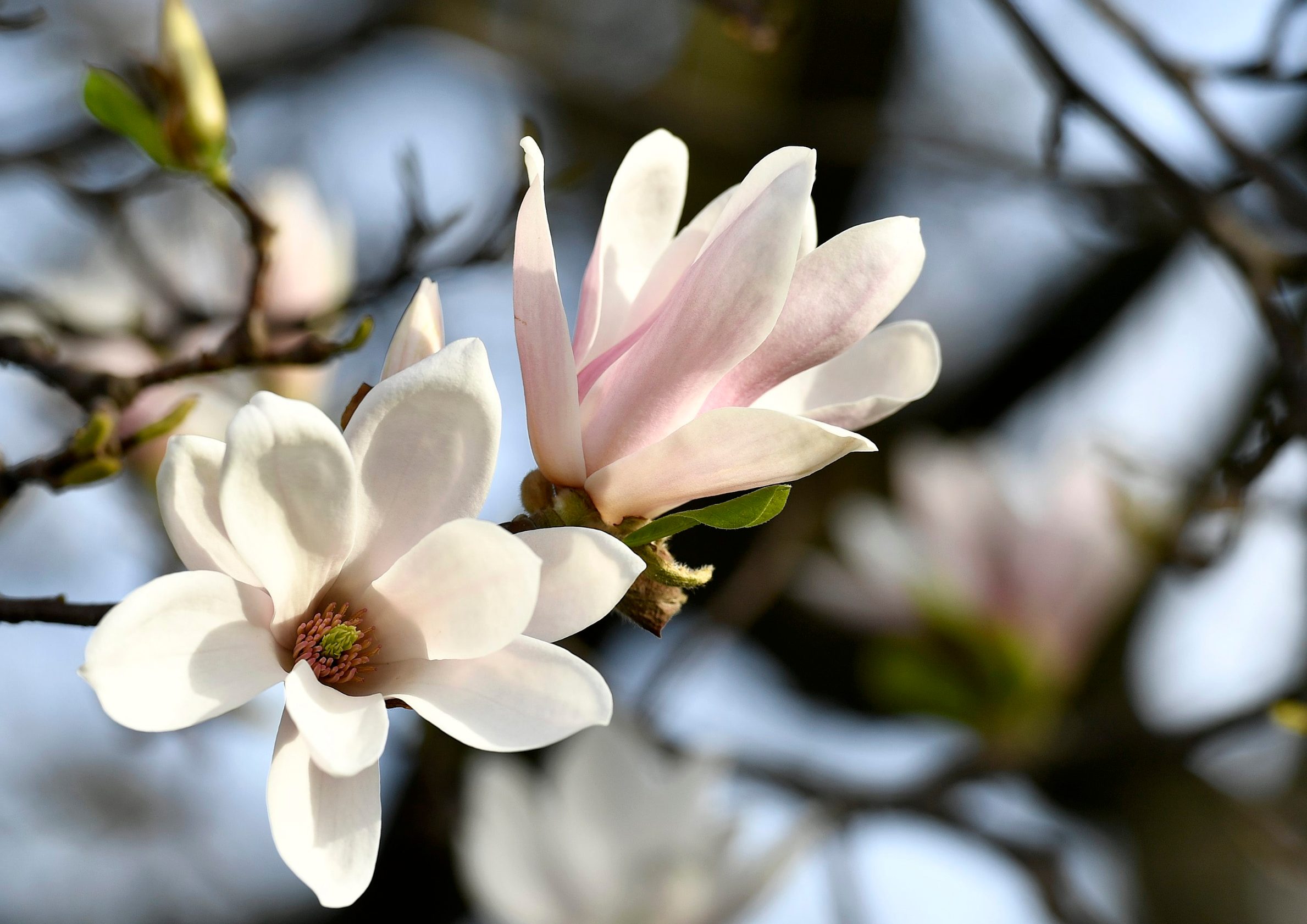 magnolija3-110418