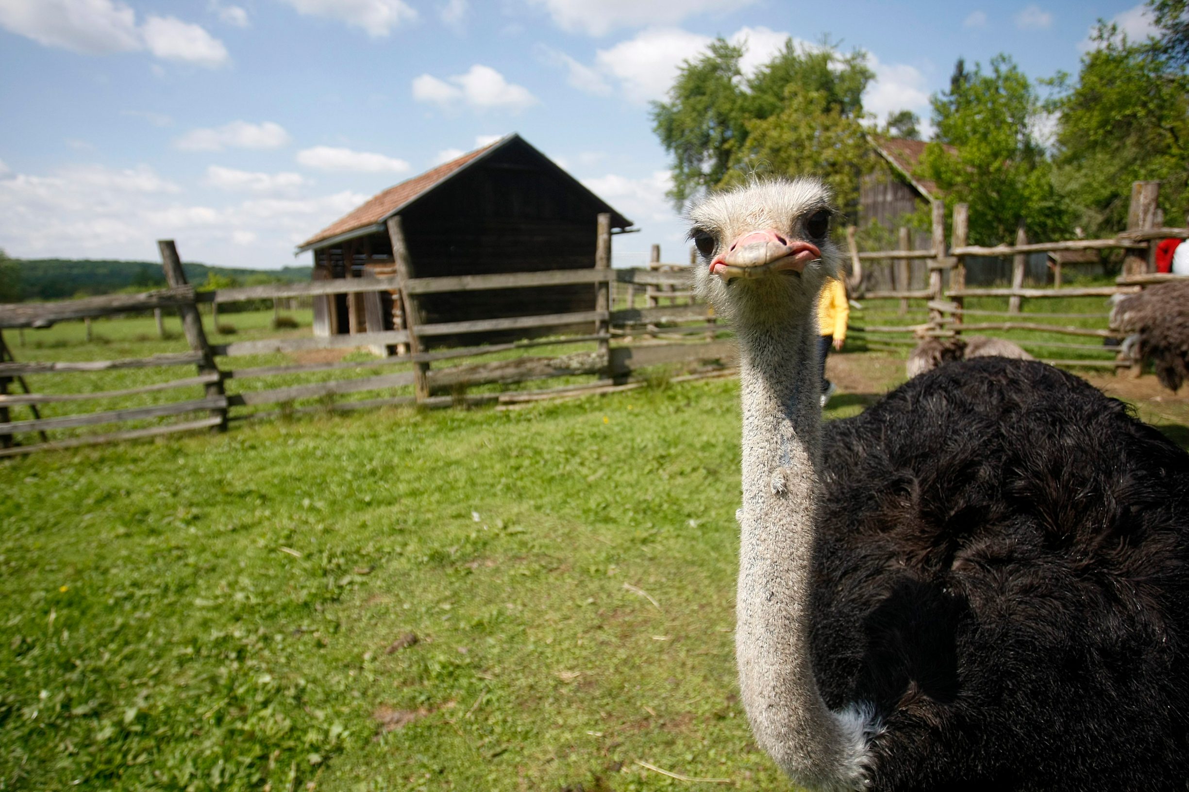 Farma nojeva u selu Kozarice