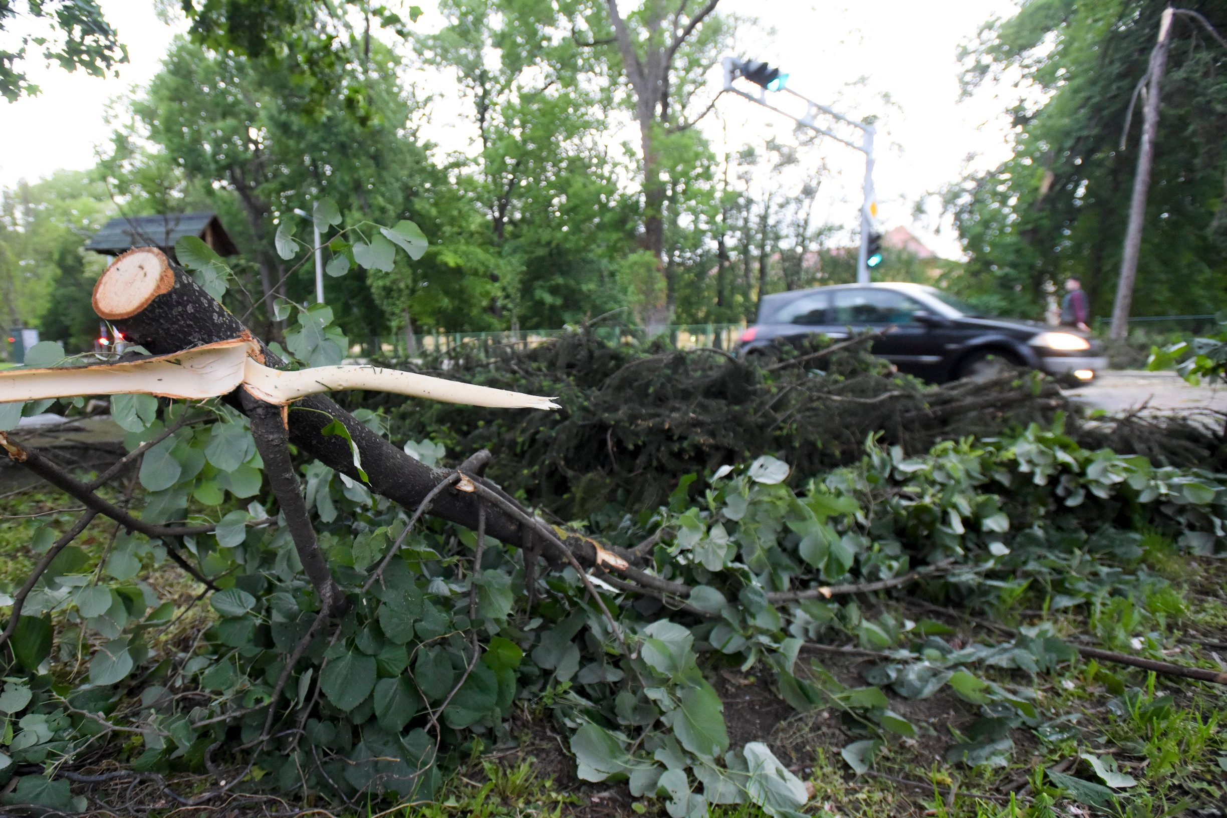 oboreno_stablo-120519