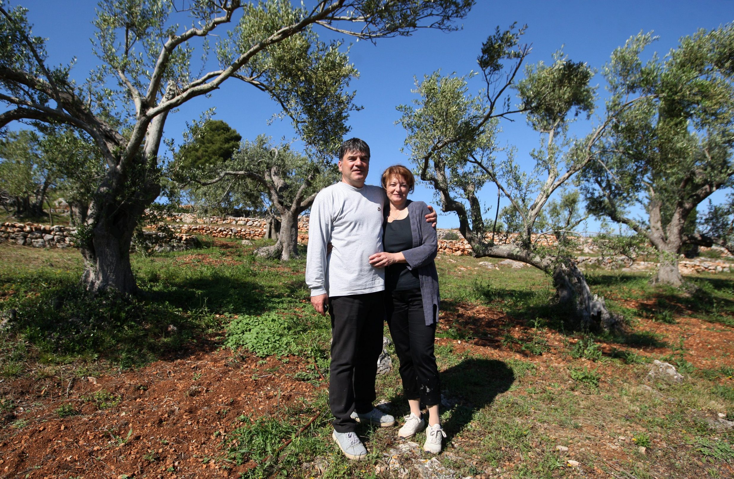 masline_morovic8-040614