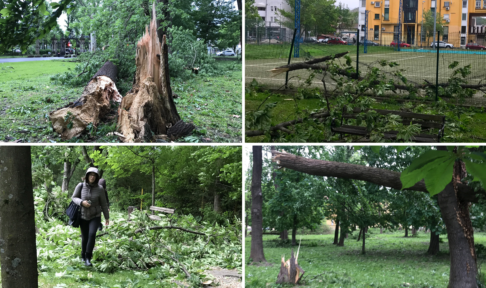 Vrapče olujni vjetar