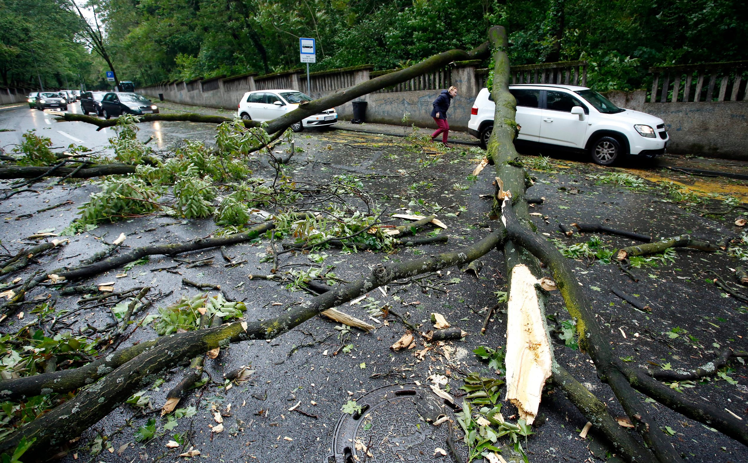 sruseno_stablo1-130519