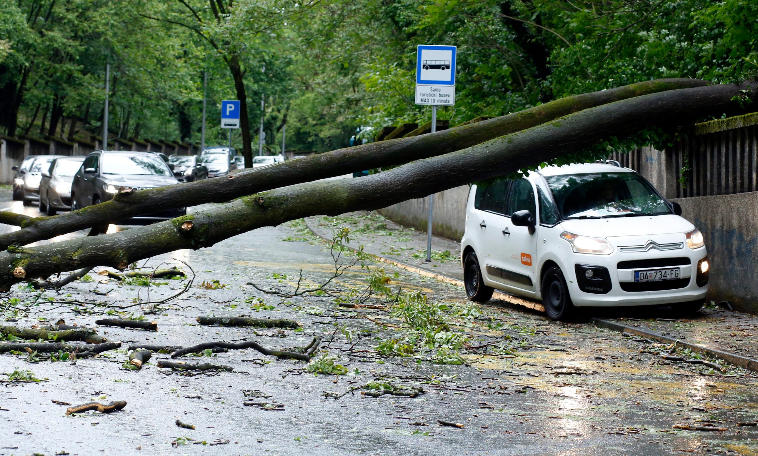 sruseno_stablo5-130519_1