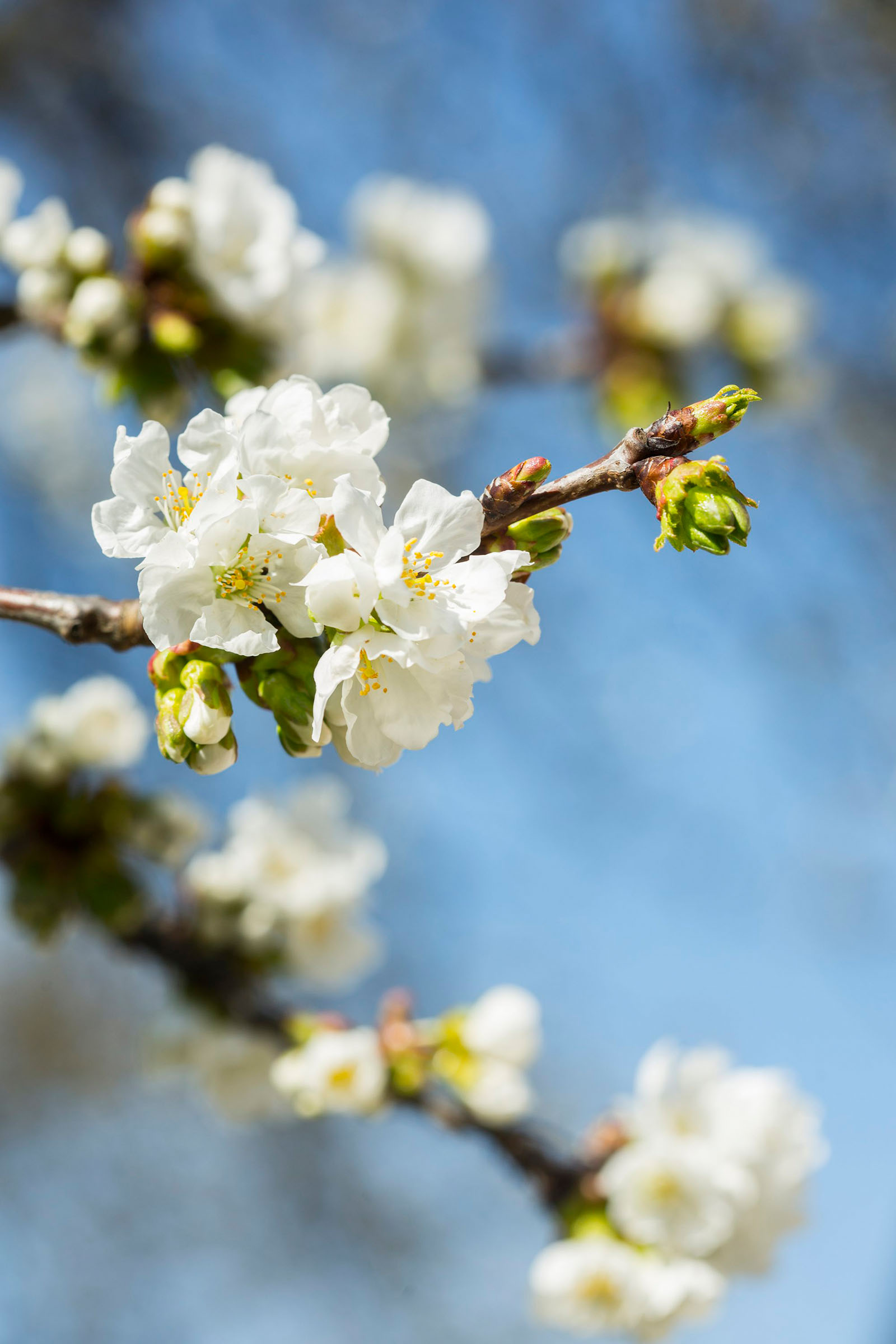 kovach_vocke8-220319