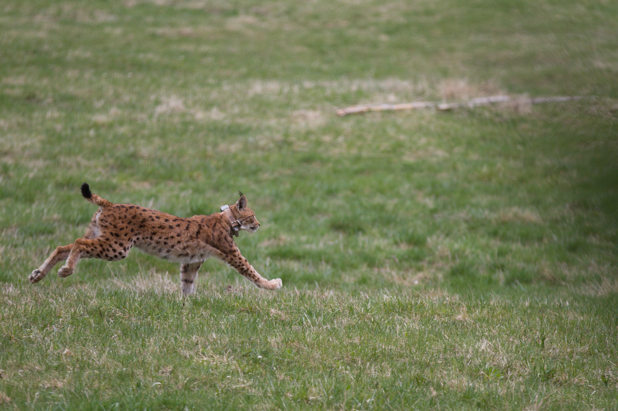 Doru u Nacionalnom parku Risnjak