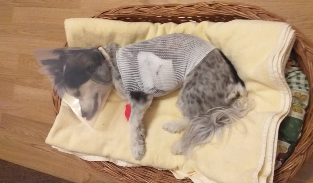 59978442_830685930642406_90