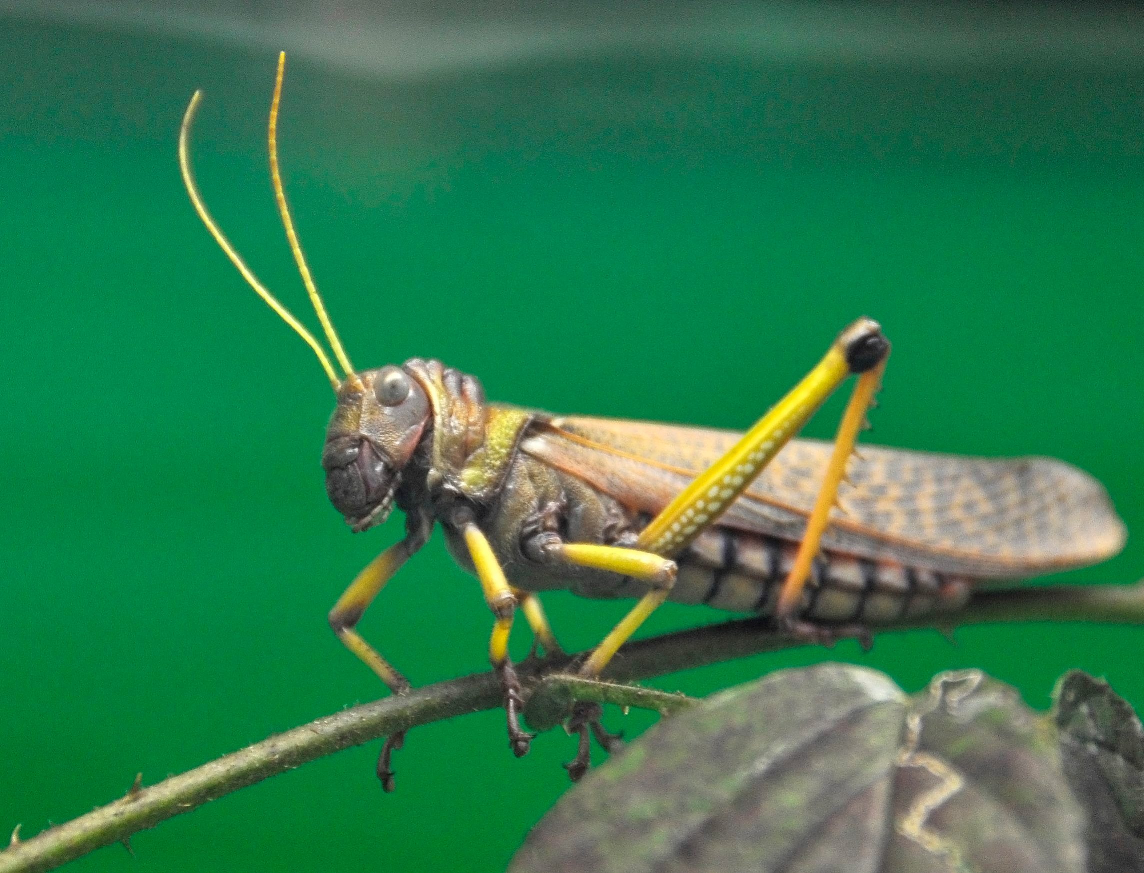 skakavac_divovski-281207