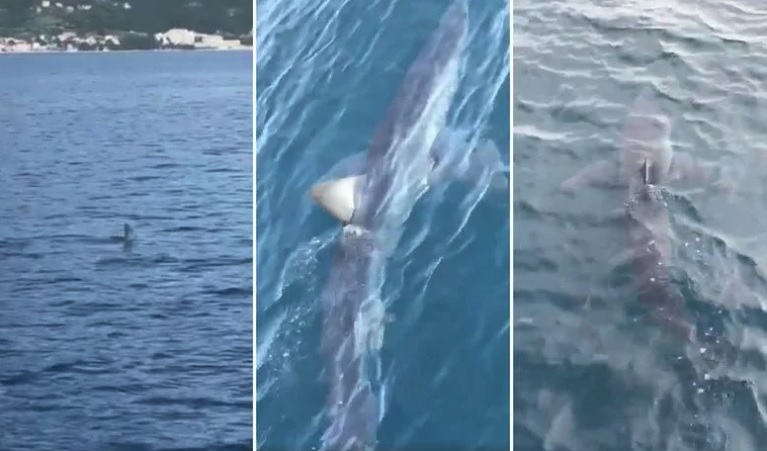 Morski pas kod Makarske