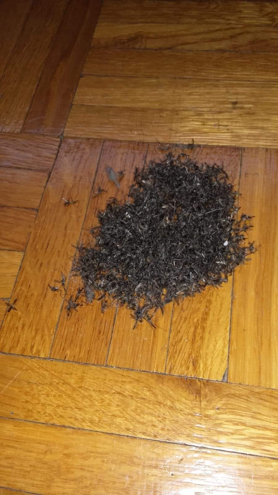 62234674_2408182339249081_1079049664843481088_o