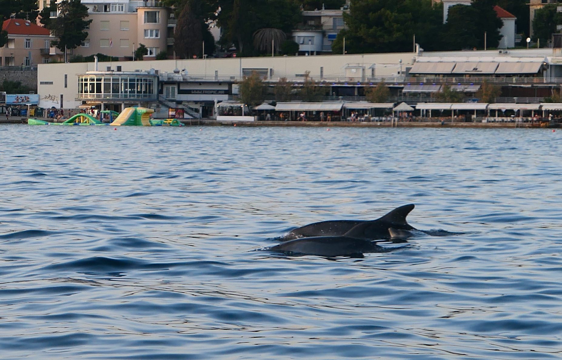 dupini_bacvice4-160519