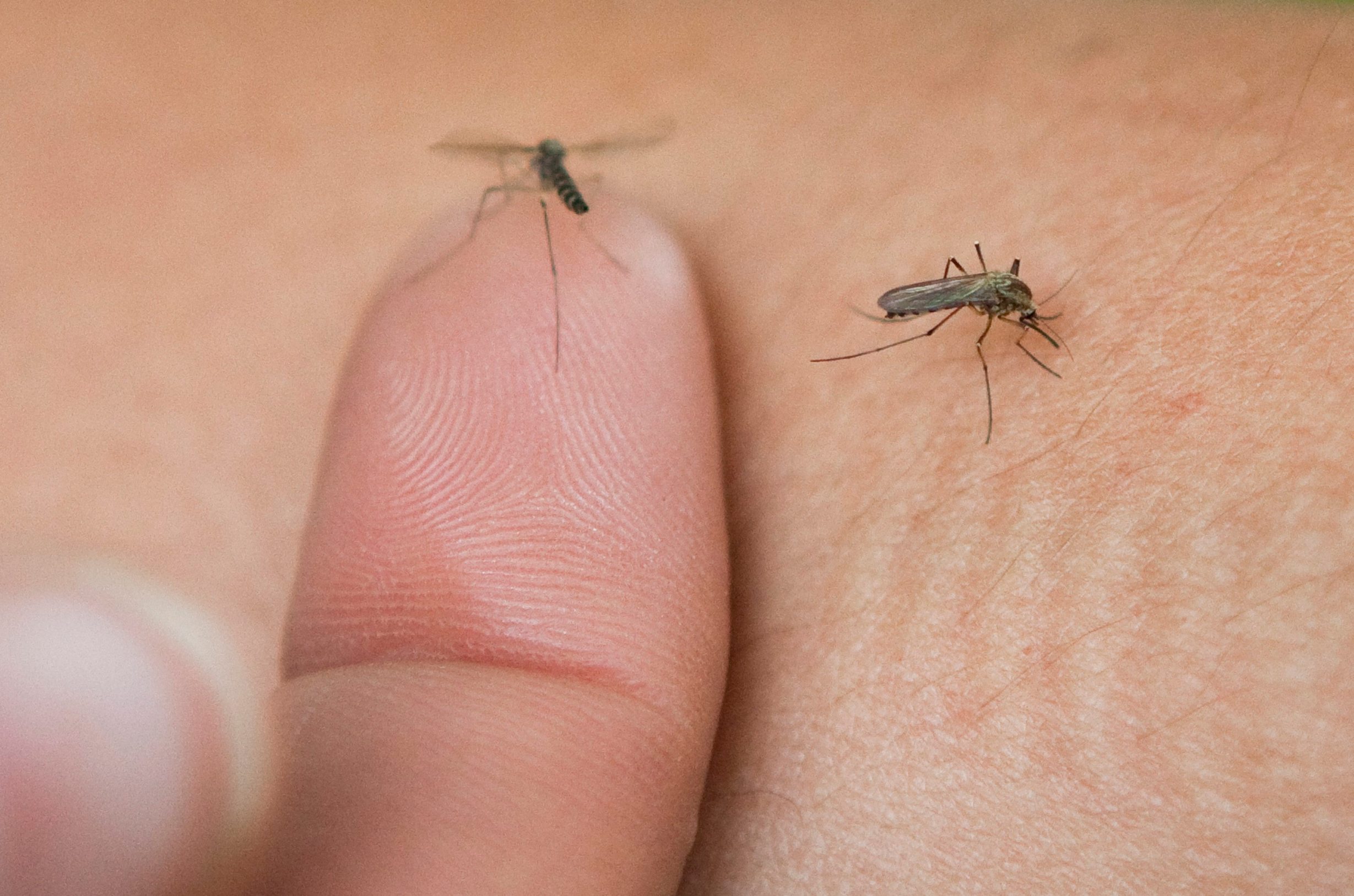 komarci_ilustracija2-070513