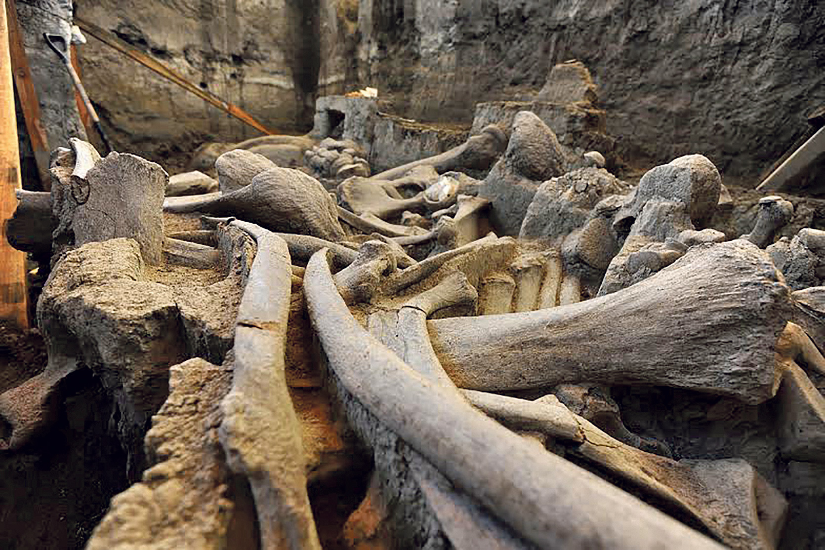 Fosilizirane kosti mamuta