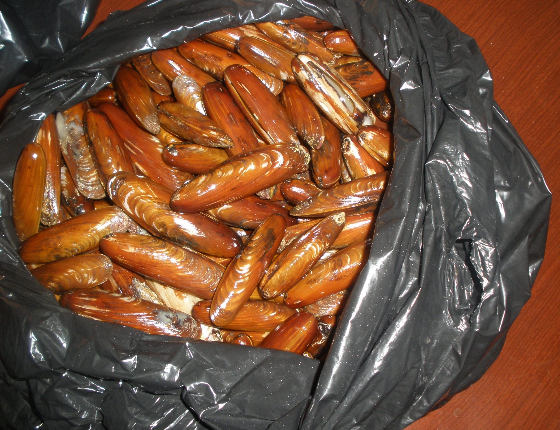 Arhivska fotografija