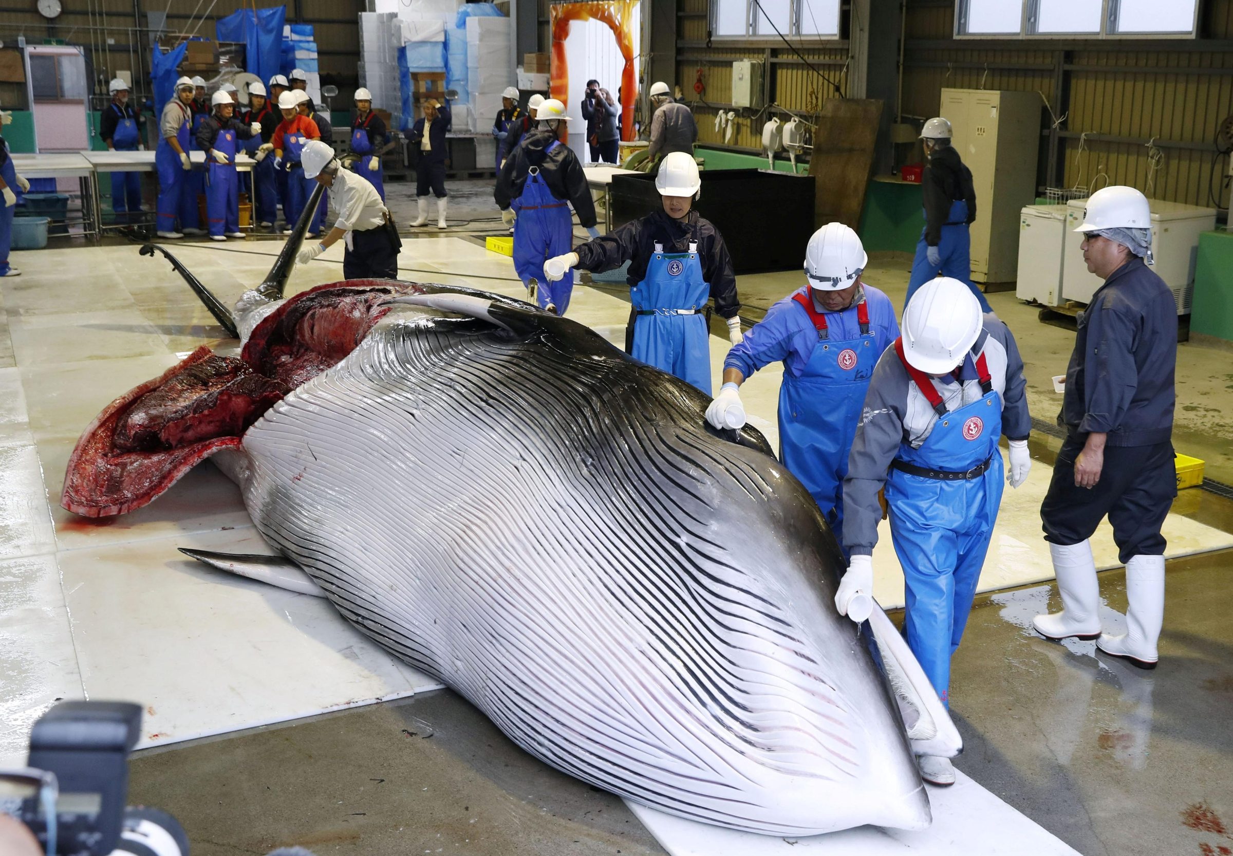 2019-07-01T000000Z_697610493_RC173919B650_RTRMADP_3_JAPAN-WHALING