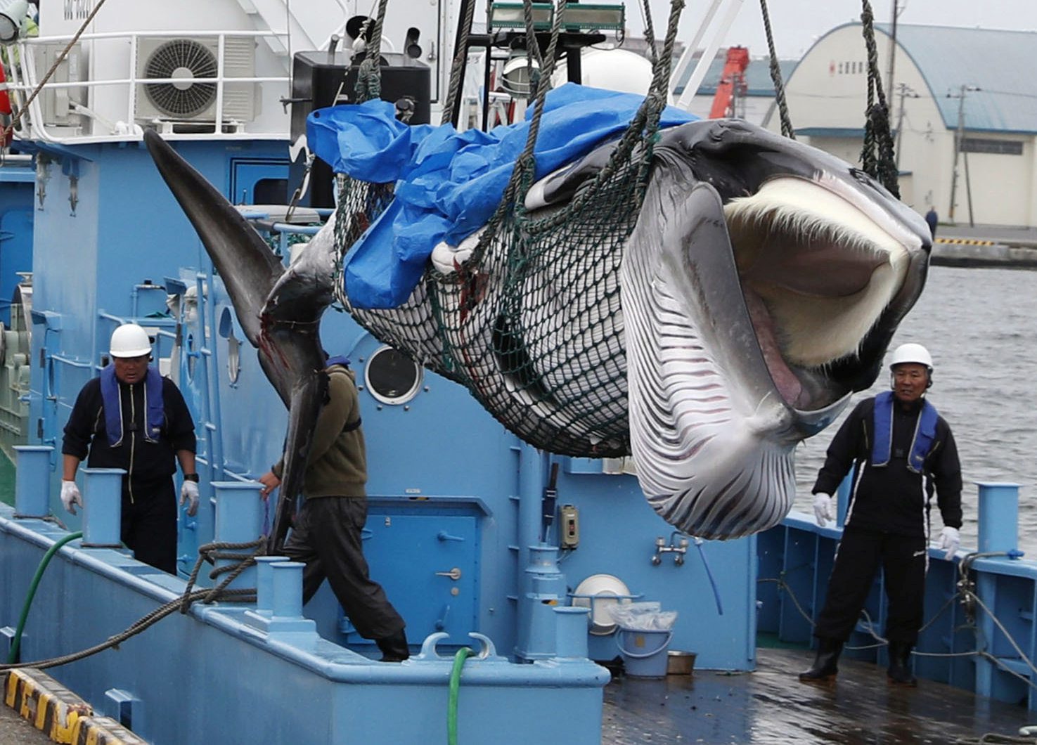 2019-07-01T105358Z_1416556803_RC16B766B200_RTRMADP_3_JAPAN-WHALING